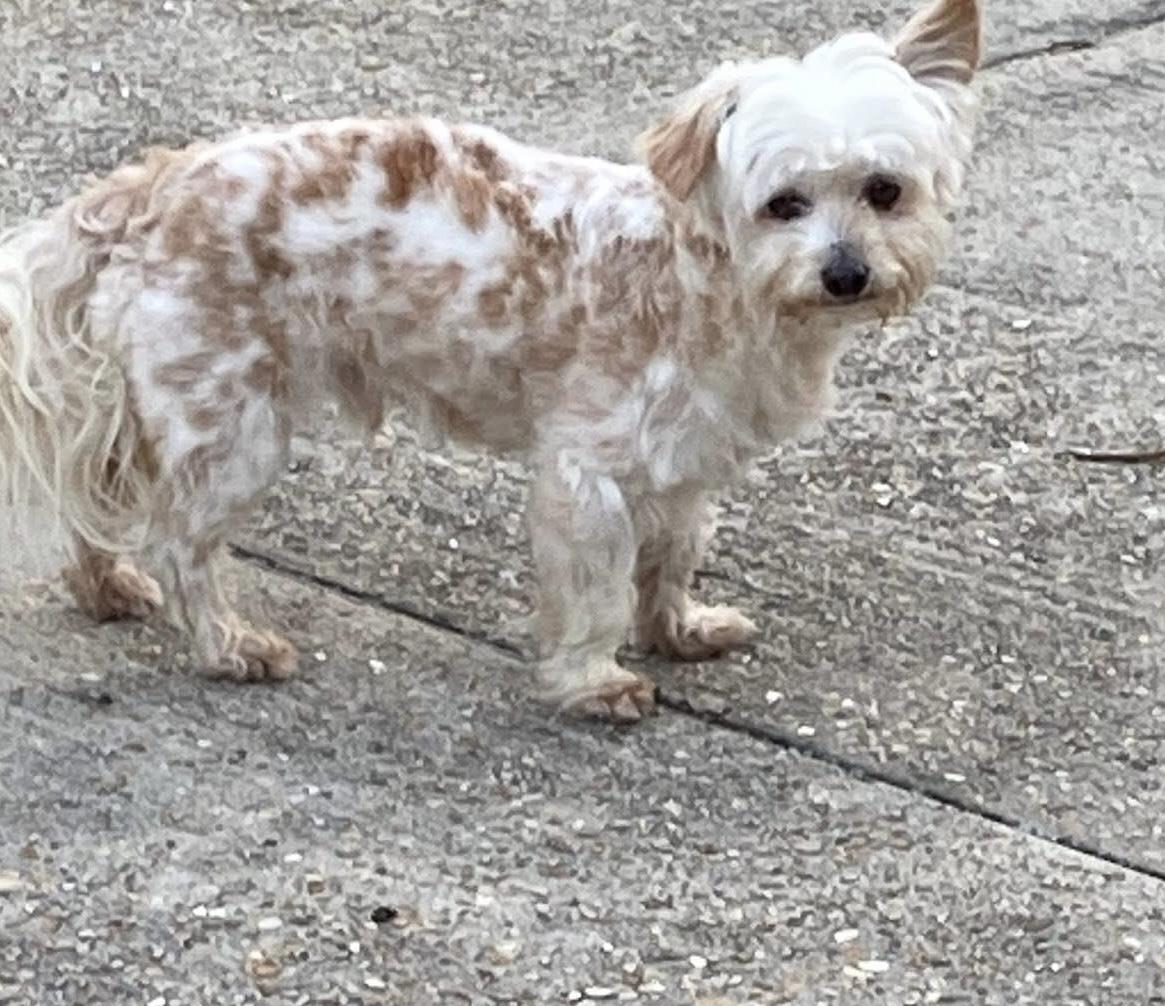 Enlarge Logan, an adopted mixed breed in Baker, LA image 5/5