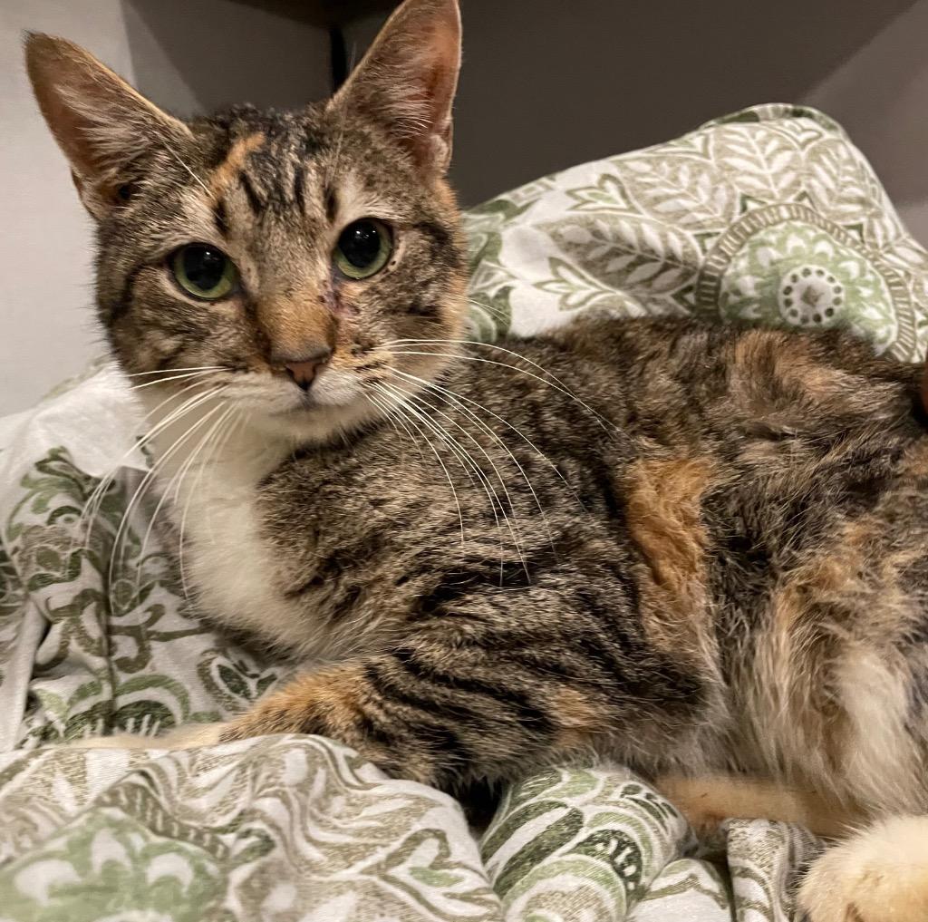 Ginger, Adoptable, Young Female Domestic Short Hair.