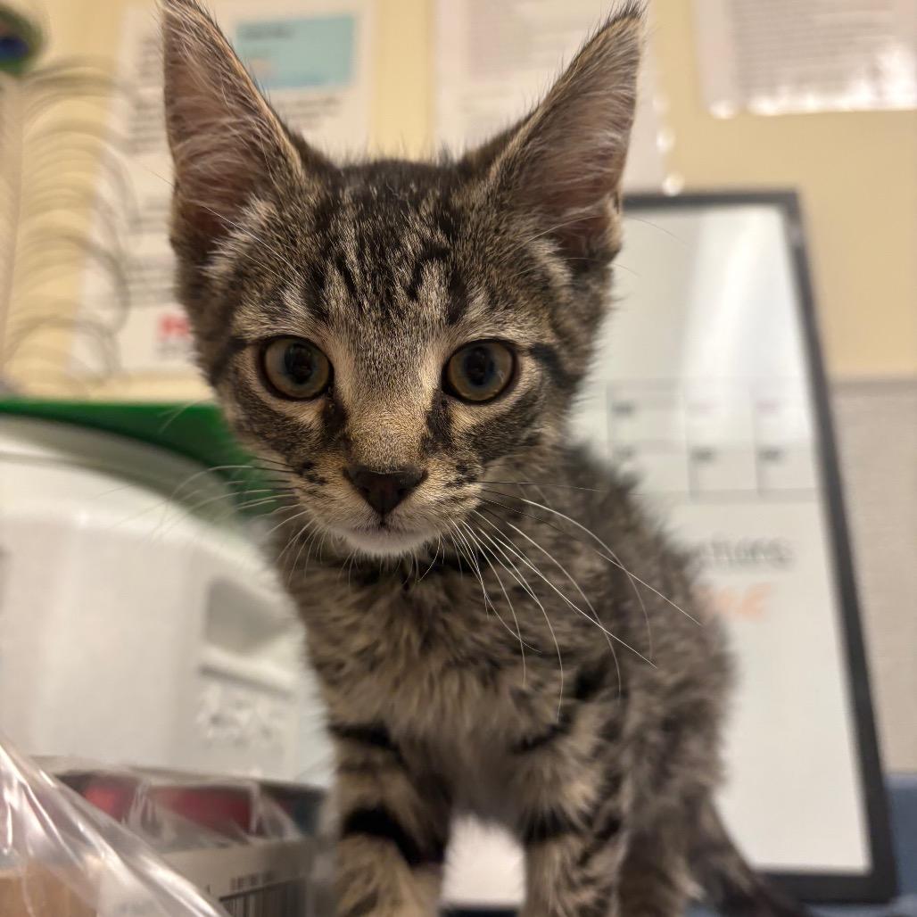 Enlarge Ronald, a Adoptable Domestic Short Hair in Morrisville, VT image 1/5