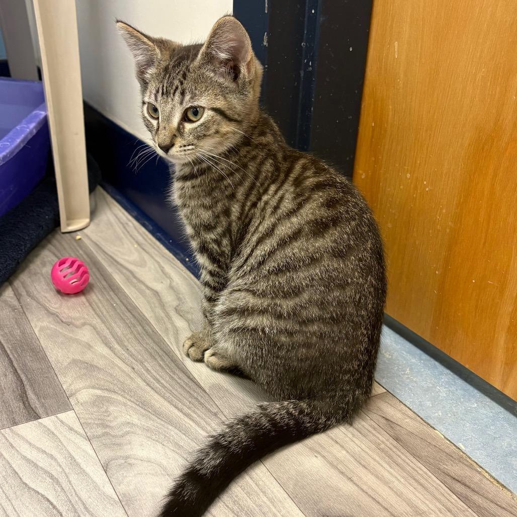 Enlarge Ronald, a Adoptable Domestic Short Hair in Morrisville, VT image 2/5