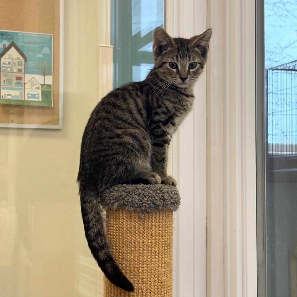 Enlarge Ronald, a Adoptable Domestic Short Hair in Morrisville, VT image 3/5