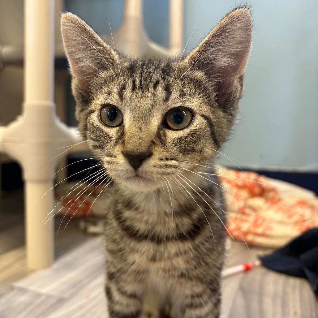 Enlarge Ronald, a Adoptable Domestic Short Hair in Morrisville, VT image 4/5