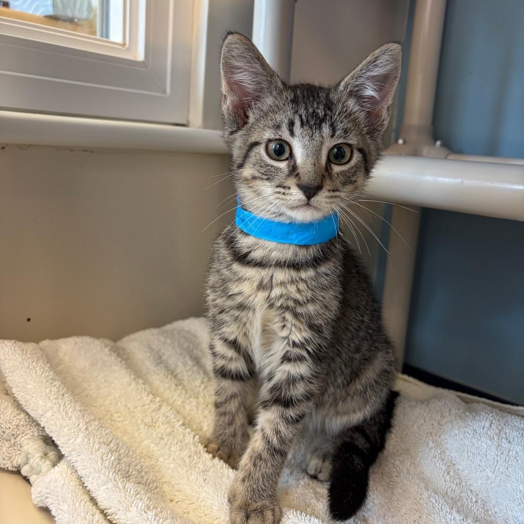 Enlarge Ronald, a Adoptable Domestic Short Hair in Morrisville, VT image 5/5