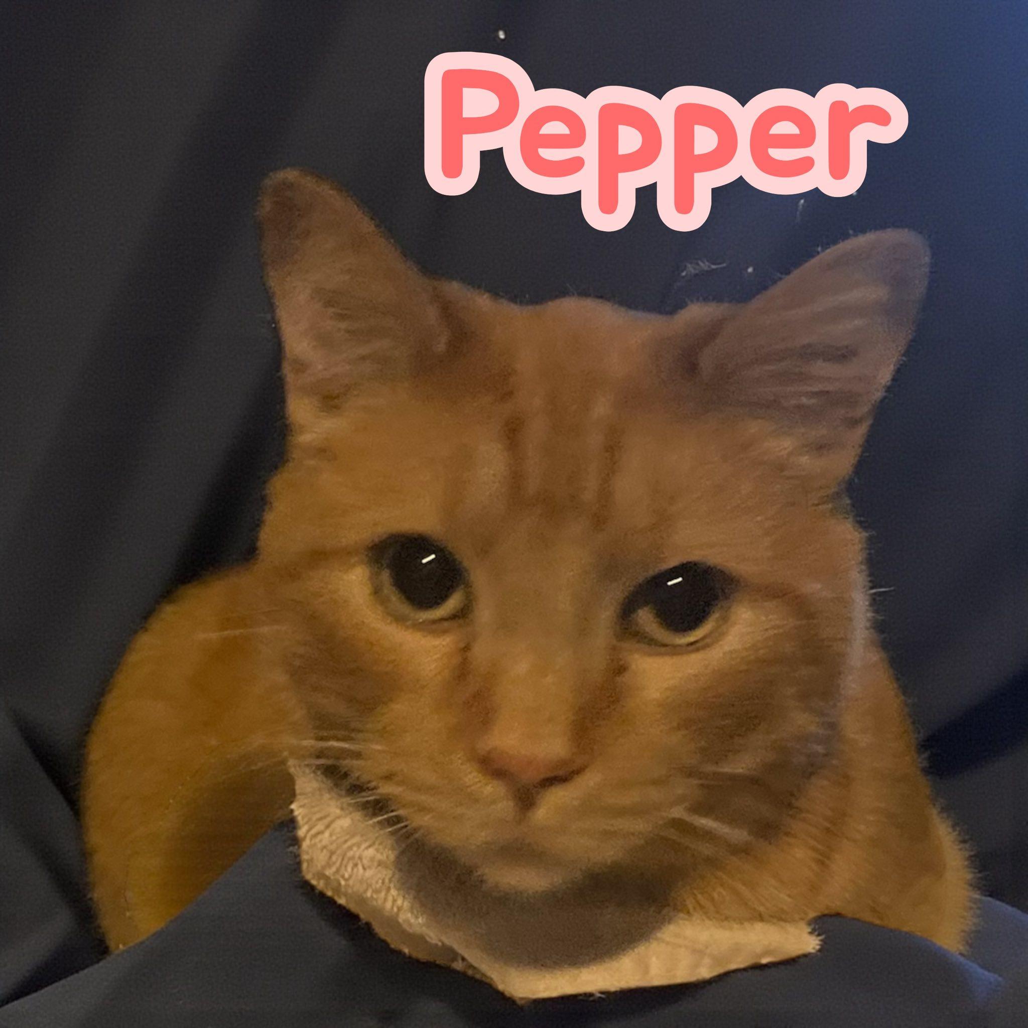 Pepper