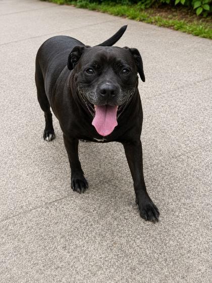 Zoey, Adoptable, Adult Female Labrador Retriever & Mixed Breed.