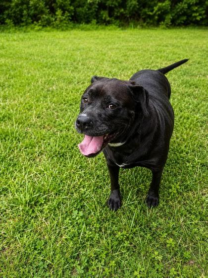 Enlarge Zoey, a Adoptable mixed breed in Palm Coast, FL image 2/3