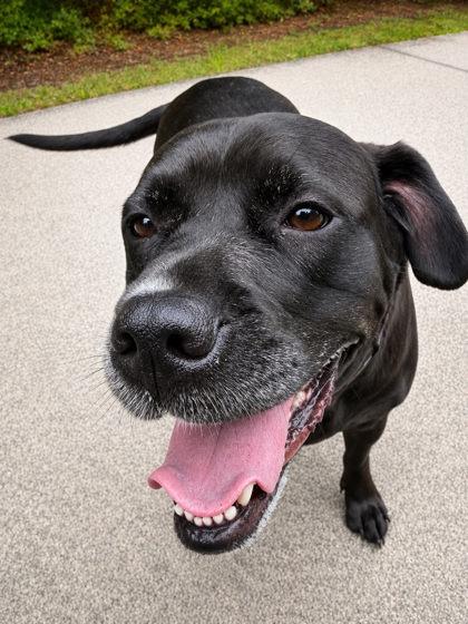 Enlarge Zoey, a Adoptable mixed breed in Palm Coast, FL image 3/3