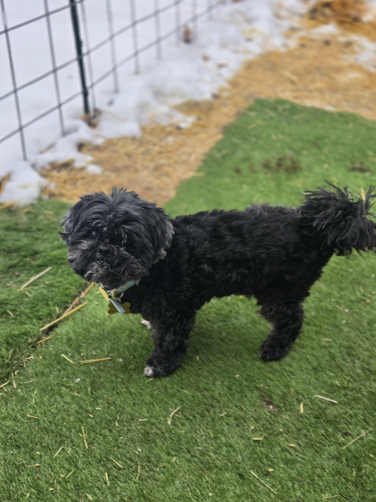 Julius Caesar — thumbnail 4