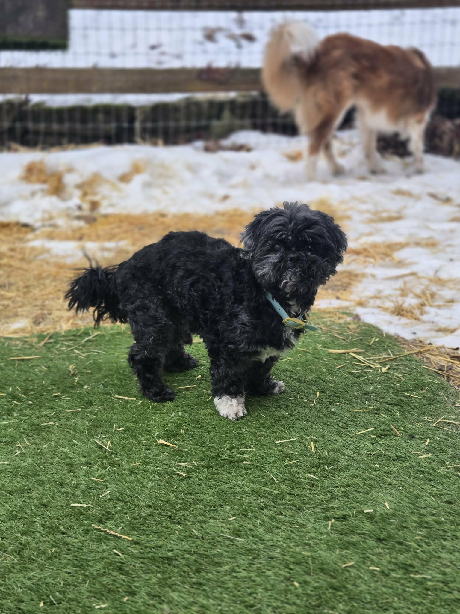 Enlarge Julius Caesar, a ADOPTABLE Shih Tzu in Whitewater, WI image 5/6