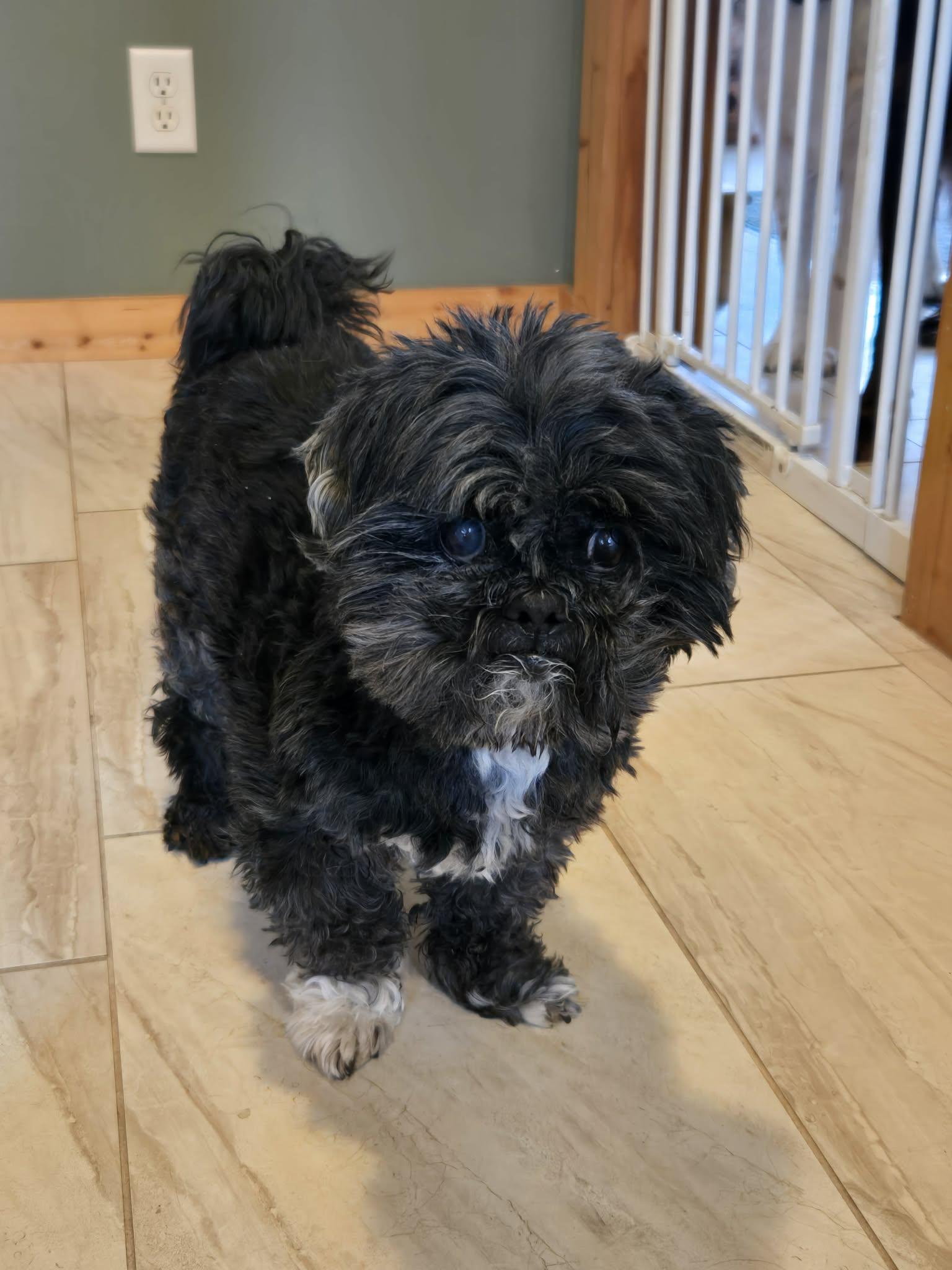 Enlarge Julius Caesar, a ADOPTABLE Shih Tzu in Whitewater, WI image 1/6