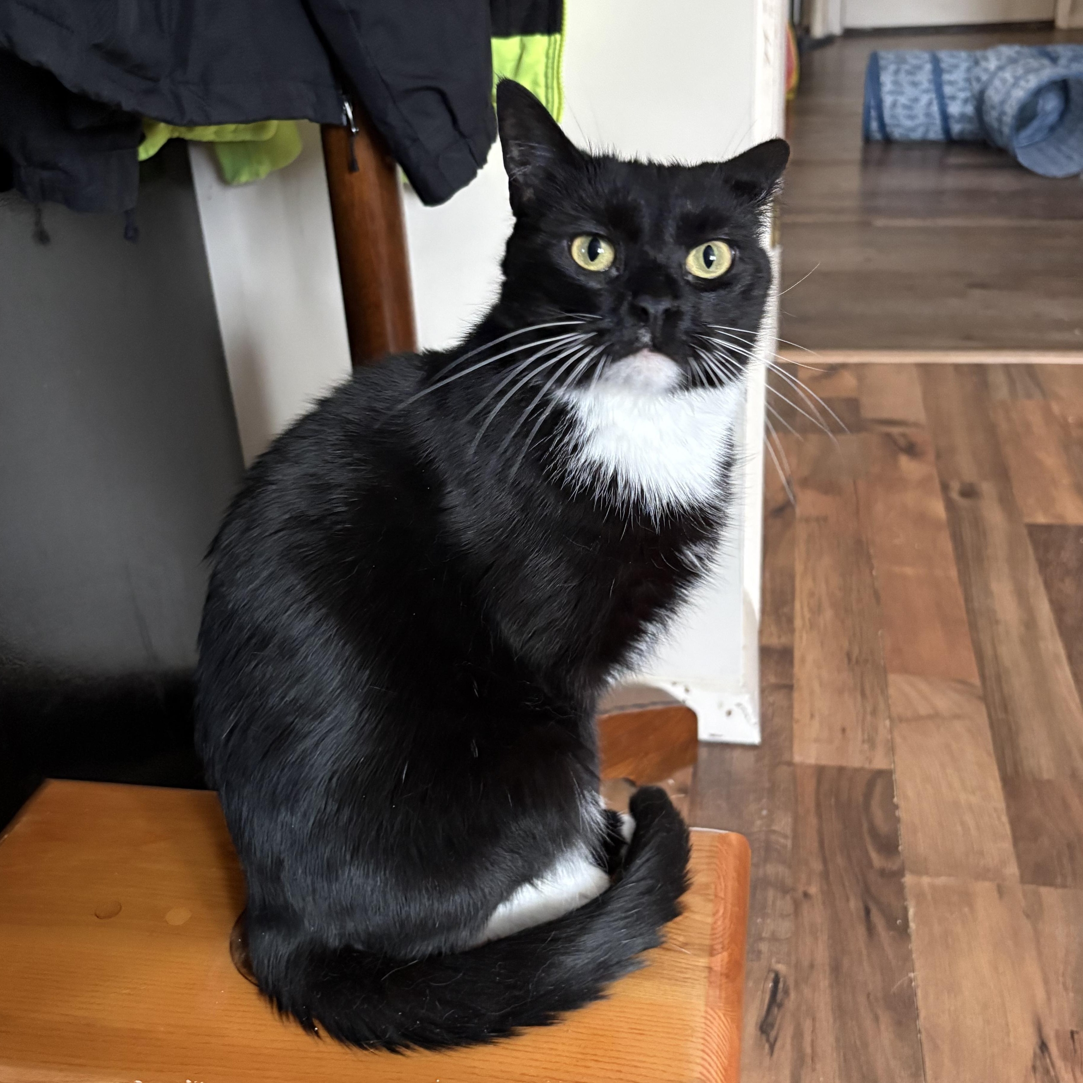 Enlarge Cookie, a Adoptable Tuxedo in Northumberland, PA image 1/3