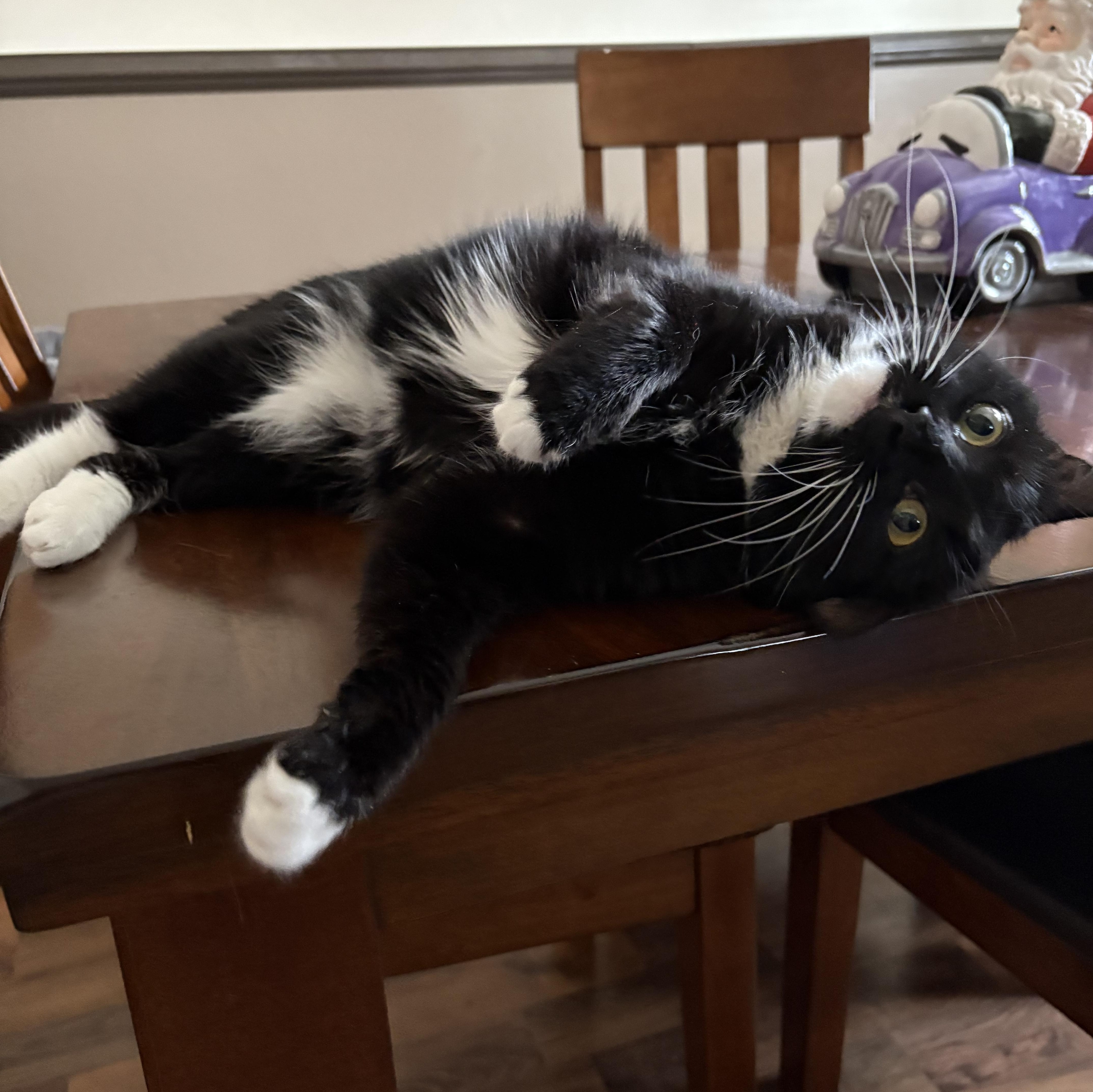 Enlarge Cookie, a Adoptable Tuxedo in Northumberland, PA image 2/3