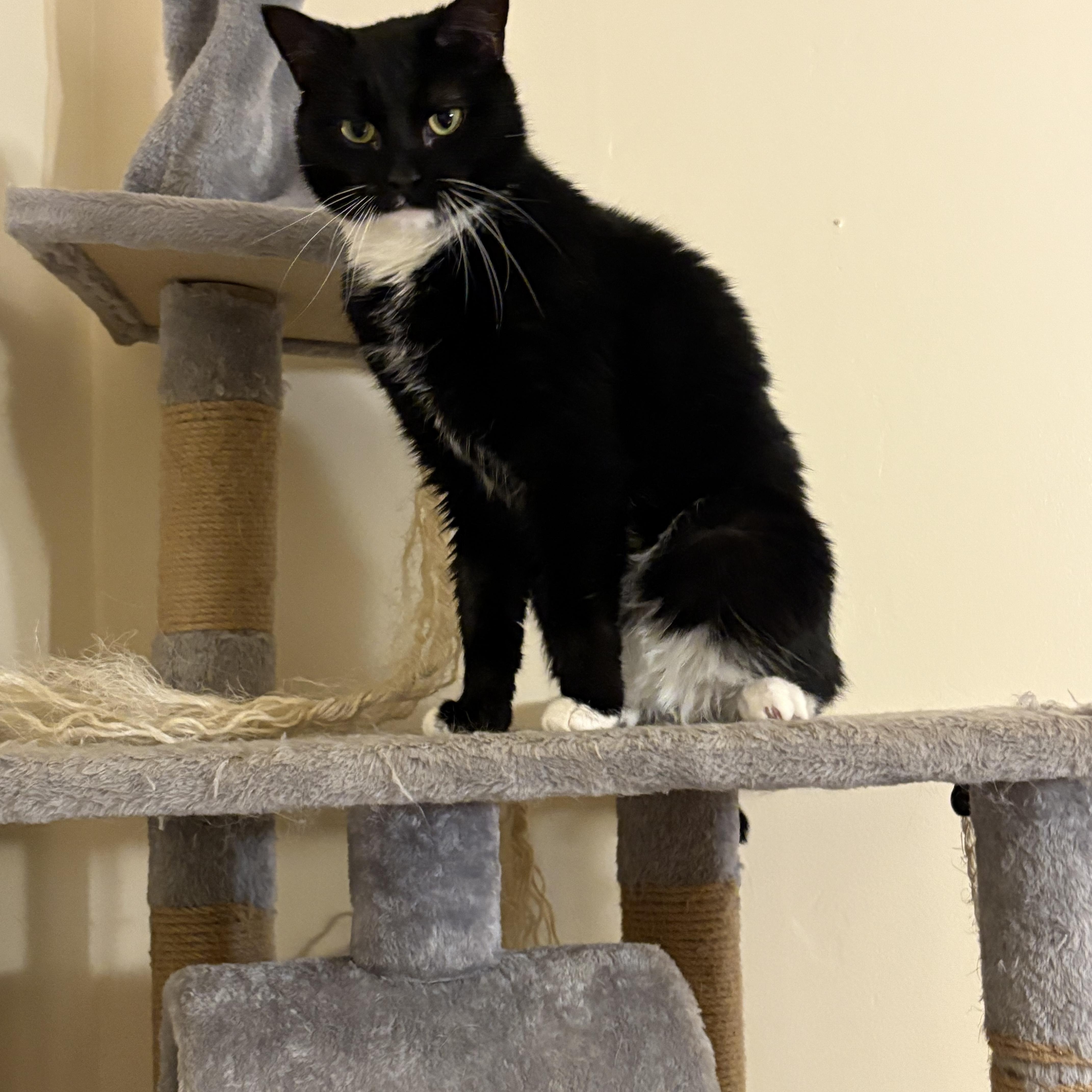 Enlarge Cookie, a Adoptable Tuxedo in Northumberland, PA image 3/3