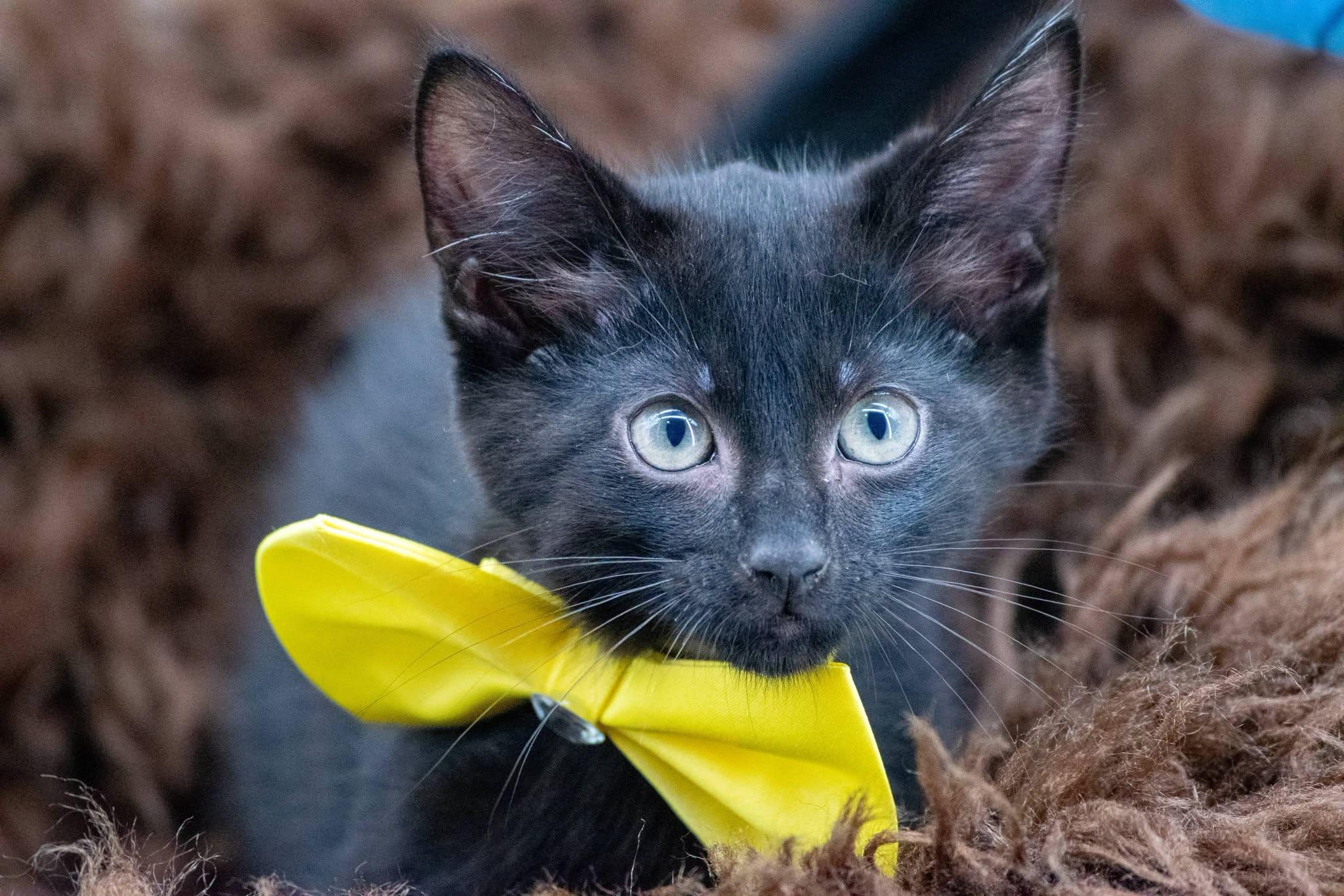 Enlarge Ankylosaurus, an adoptable Domestic Short Hair in Sevierville, TN image 3/4
