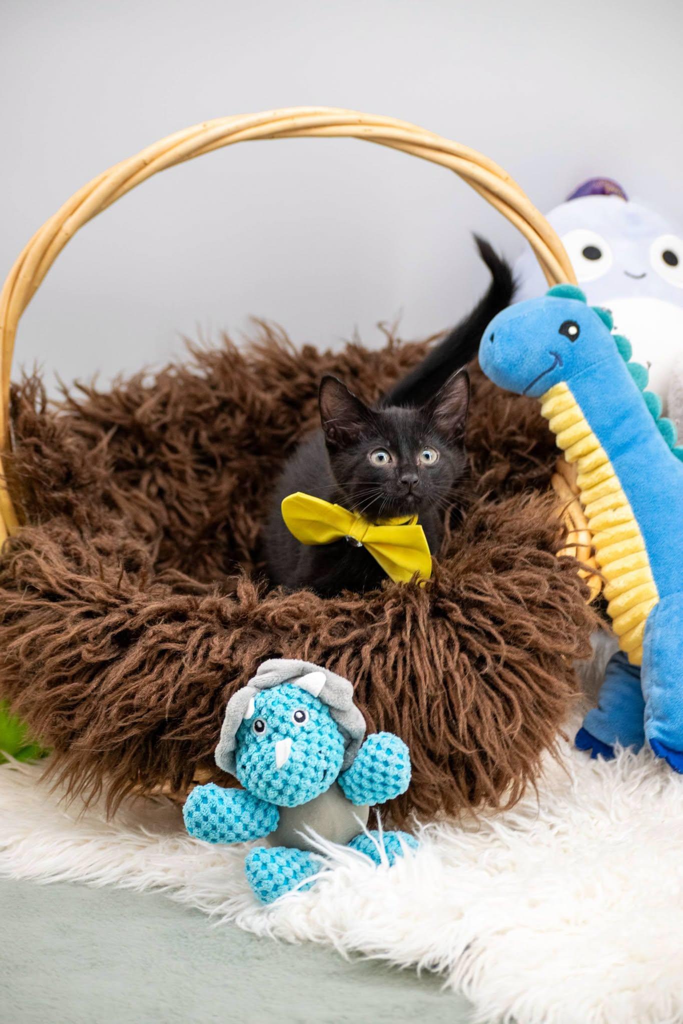Enlarge Ankylosaurus, an adoptable Domestic Short Hair in Sevierville, TN image 2/4