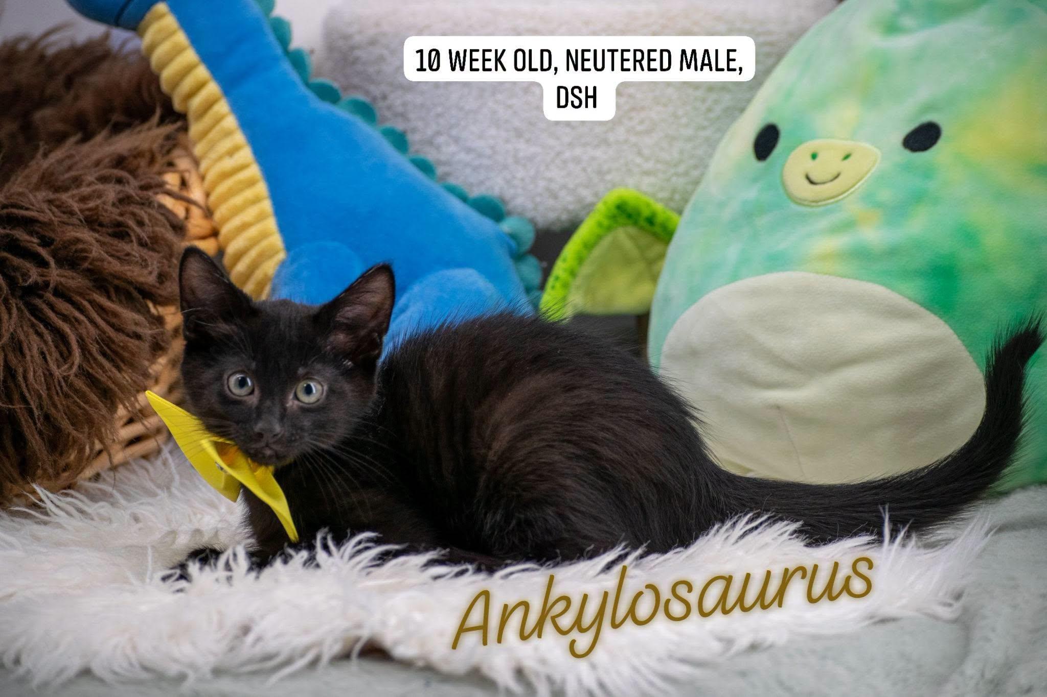 Enlarge Ankylosaurus, an adoptable Domestic Short Hair in Sevierville, TN image 1/4