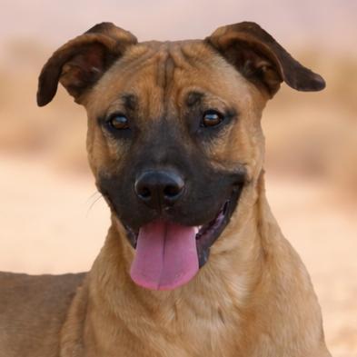 Jorja, Adoptable, Young Female Boxer.