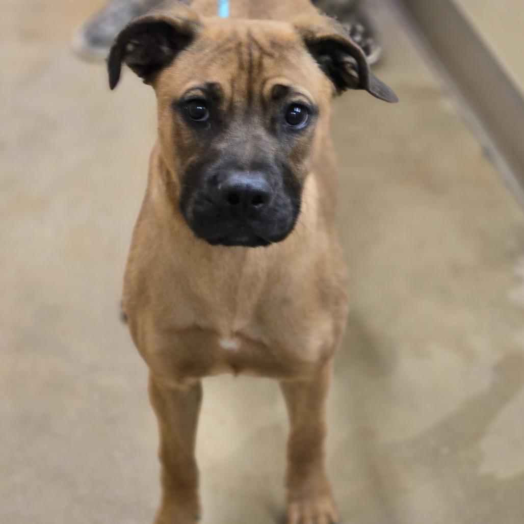 Jorja, Adoptable, Young Female Boxer.