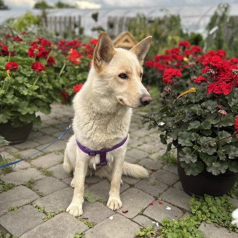 Shannon, ADOPTABLE, Young Female Husky & German Shepherd Dog.
