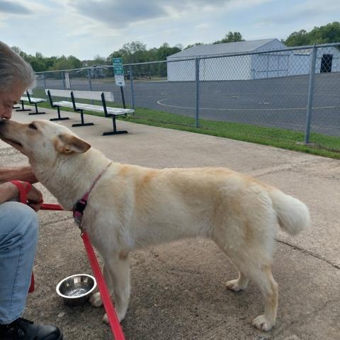 Shannon, ADOPTABLE, Young Female German Shepherd Dog.