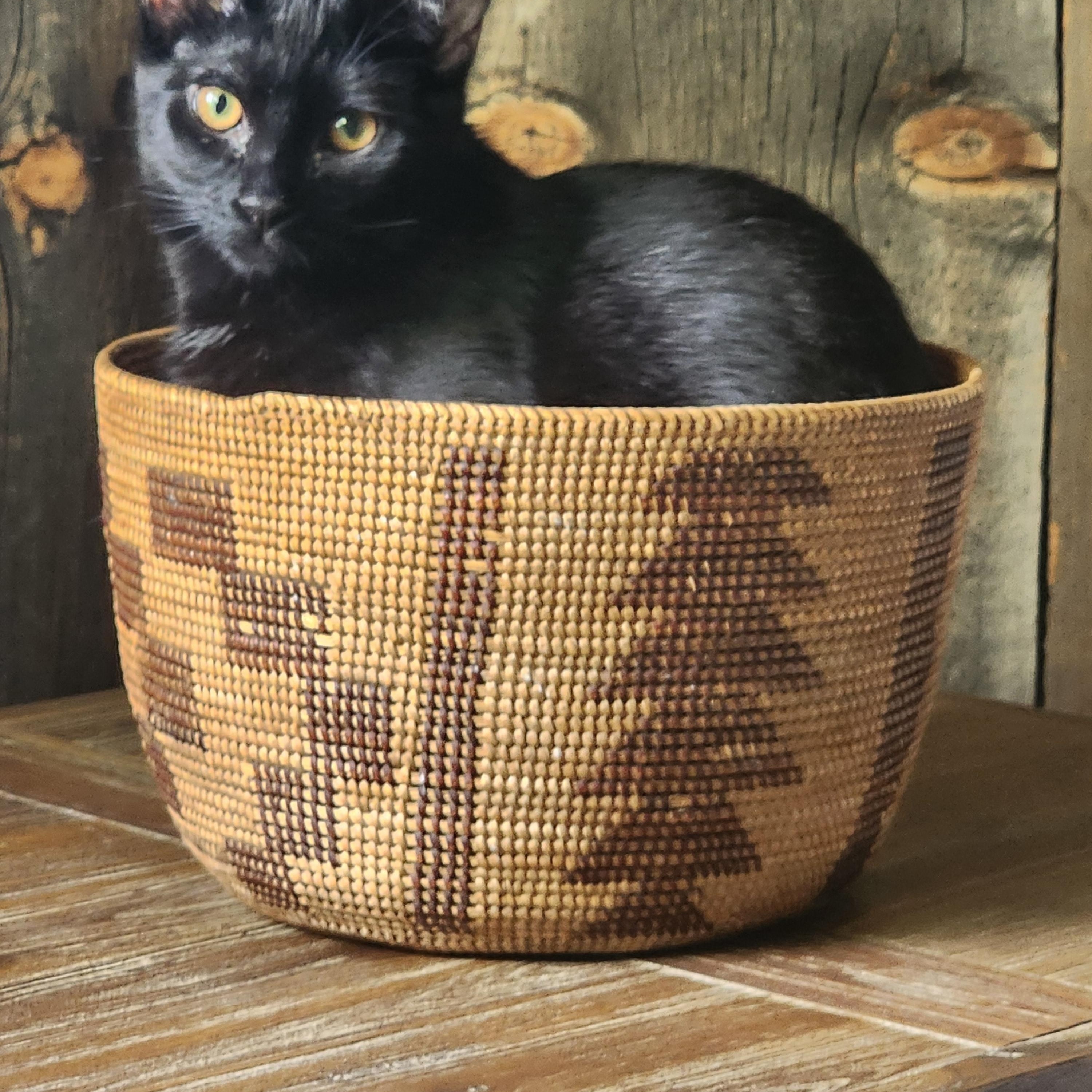 Enlarge Chia, a Adoptable Domestic Short Hair in Carson City, NV image 1/1