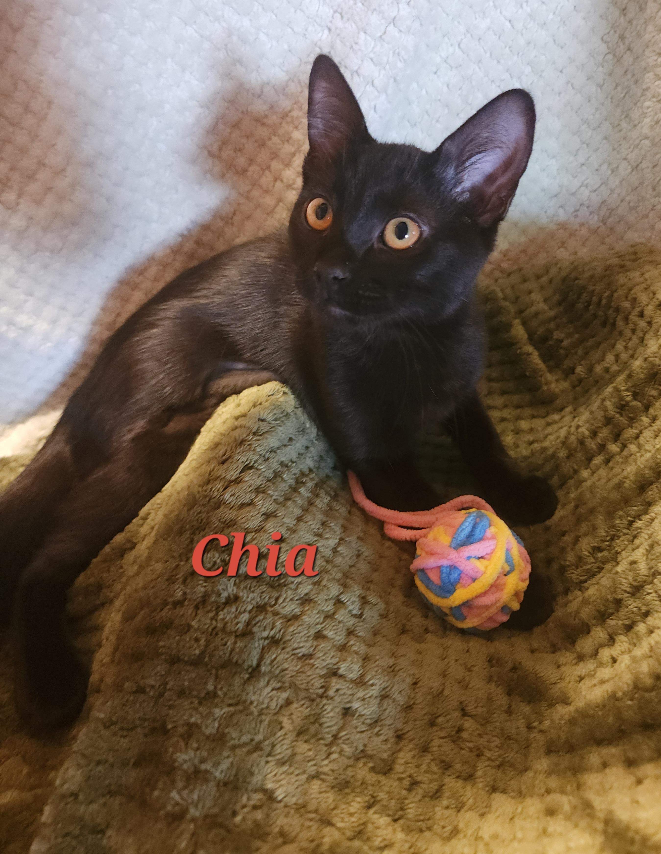 Chia, an adoptable Domestic Short Hair in Carson City, NV, 89702 | Photo Image 1