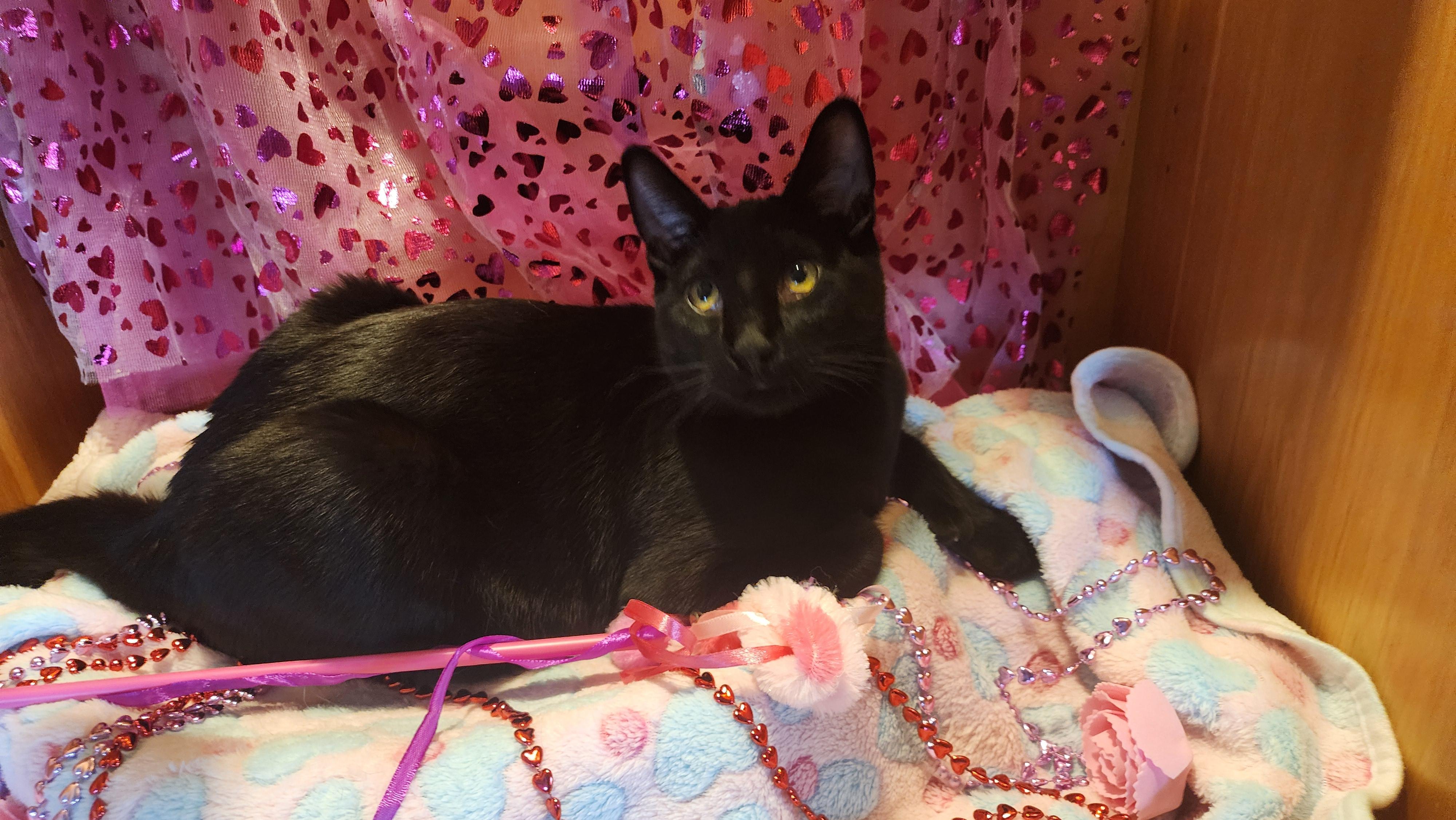 Chia, Adoptable, Young Female Domestic Short Hair.