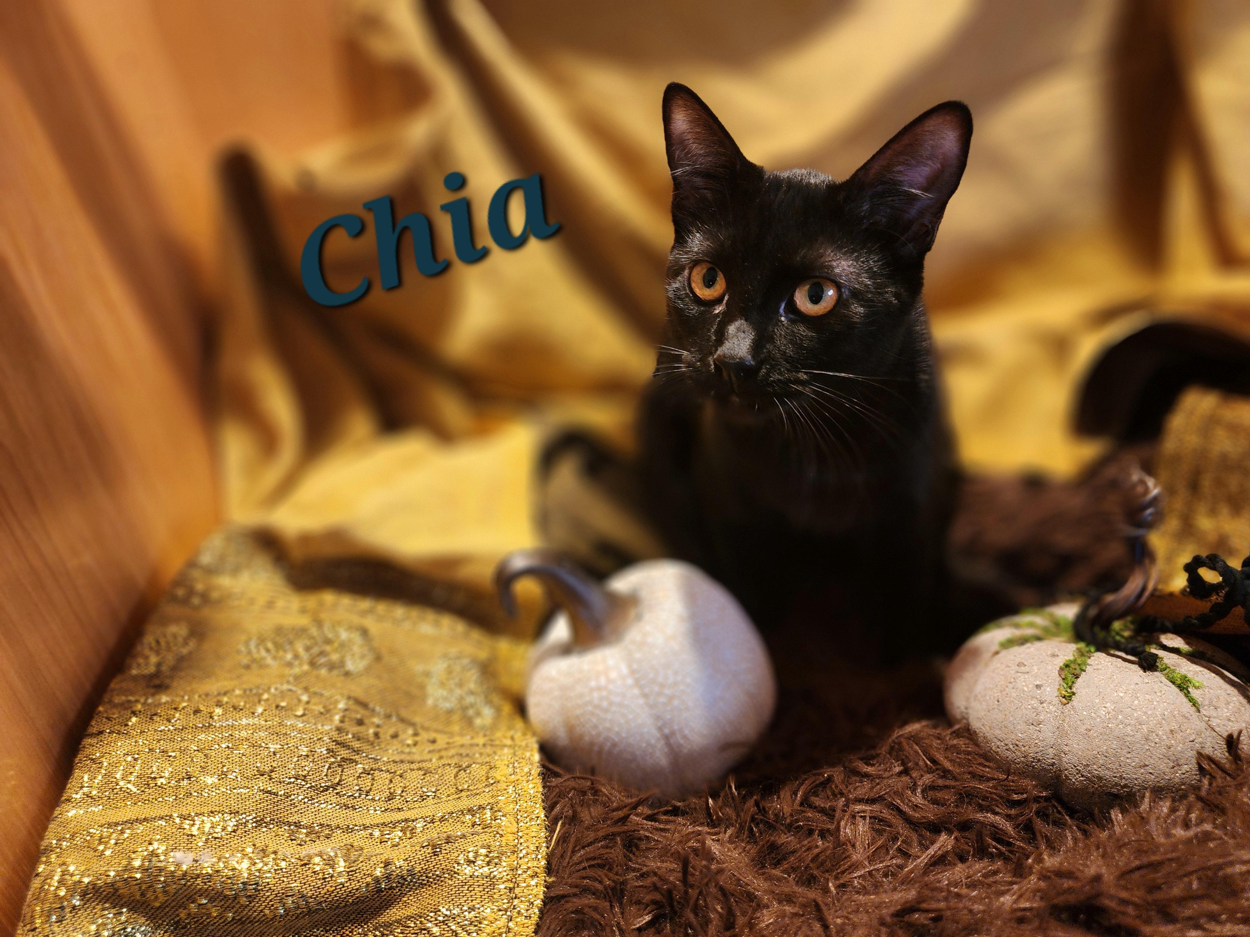 Chia, Adoptable, Young Female Domestic Short Hair.