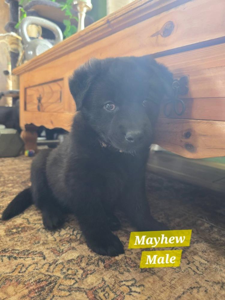 Bandura / Mayhew, Adoptable, Puppy Male Labrador Retriever & Pumi.