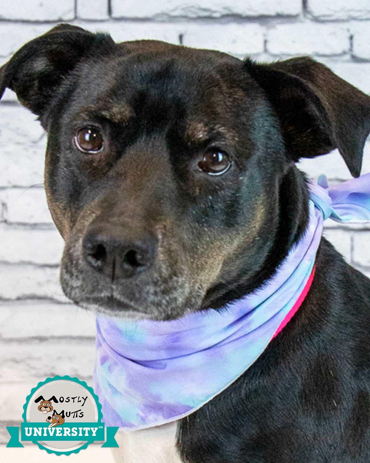 Enlarge Yasmeen, a Adoptable mixed breed in Kennesaw, GA image 1/6