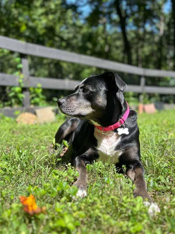 Yasmeen, a Adoptable mixed breed in Kennesaw, GA image 5/6
