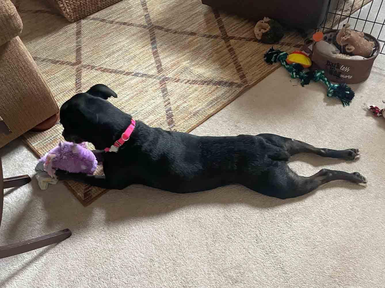 Yasmeen, Adoptable, Senior Female Labrador Retriever & Terrier.