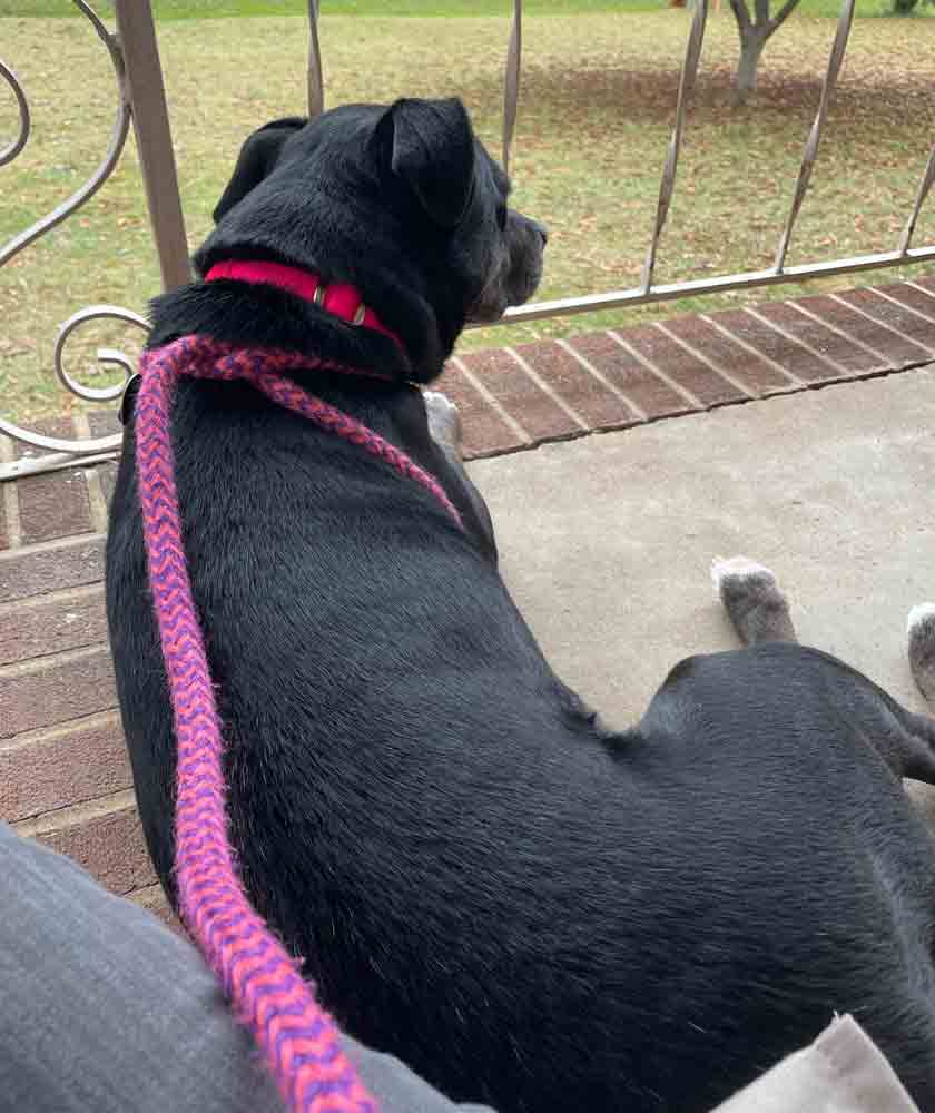 Enlarge Yasmeen, a Adoptable mixed breed in Kennesaw, GA image 3/6