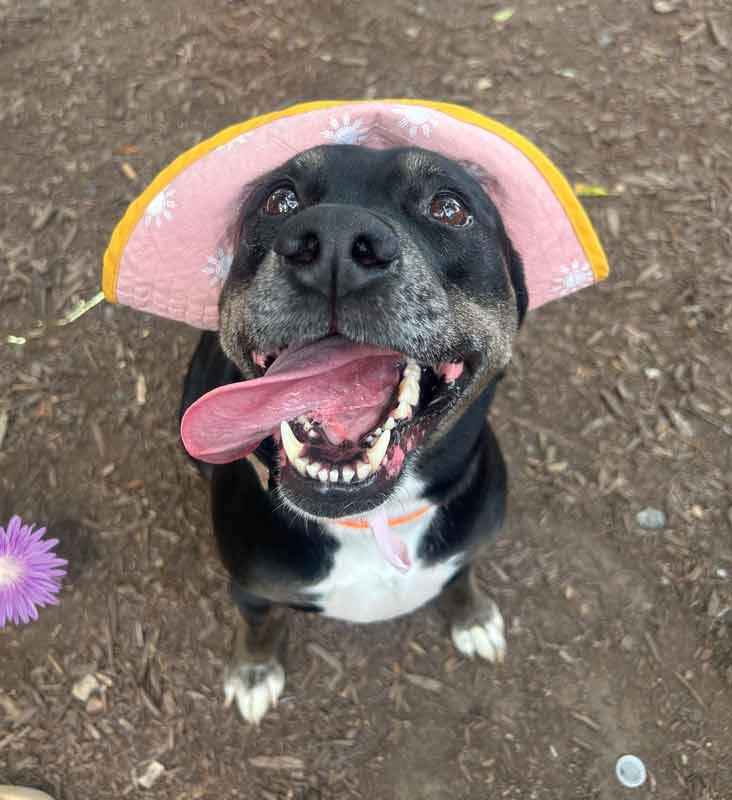 Enlarge Yasmeen, a Adoptable mixed breed in Kennesaw, GA image 6/6