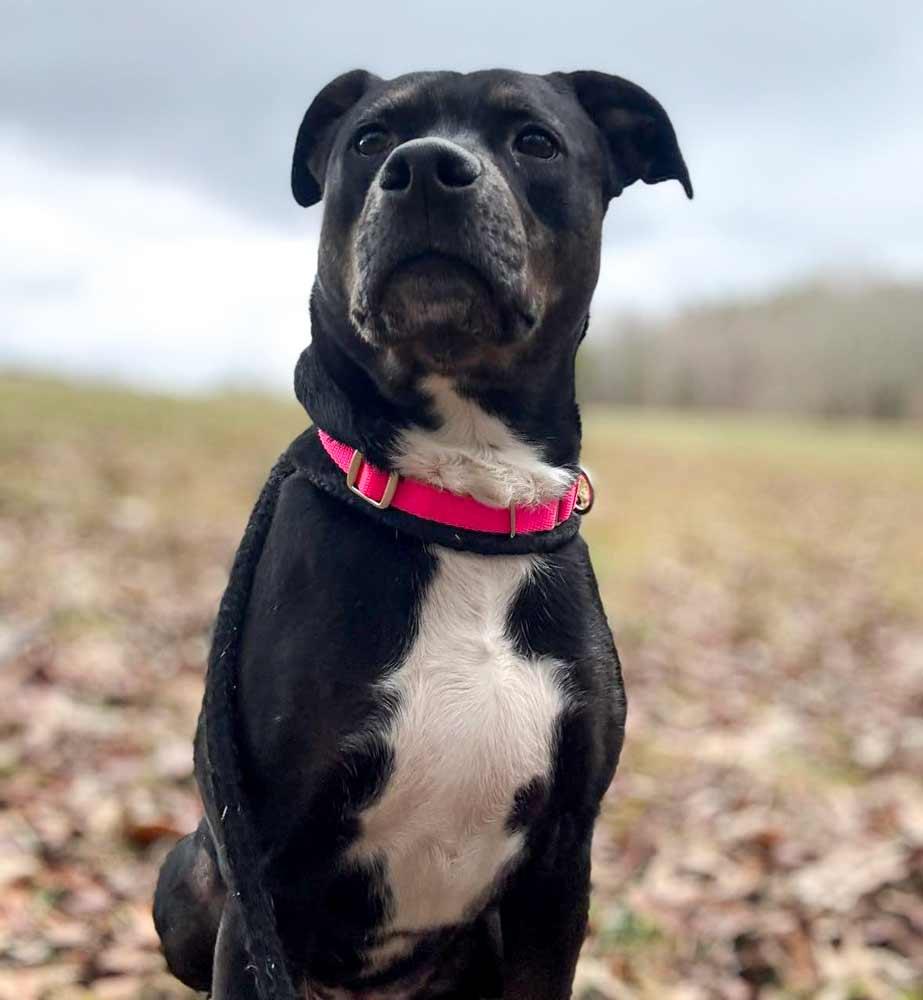 Enlarge Yasmeen, a Adoptable mixed breed in Kennesaw, GA image 2/6
