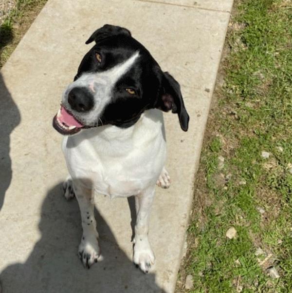Dean, a Adoptable Labrador Retriever in Centerville, GA image 6/7