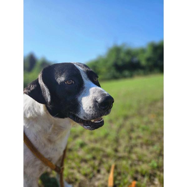 Dean, a Adoptable Labrador Retriever in Centerville, GA image 1/7
