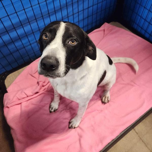 Enlarge Dean, a Adoptable Labrador Retriever in Centerville, GA image 7/7