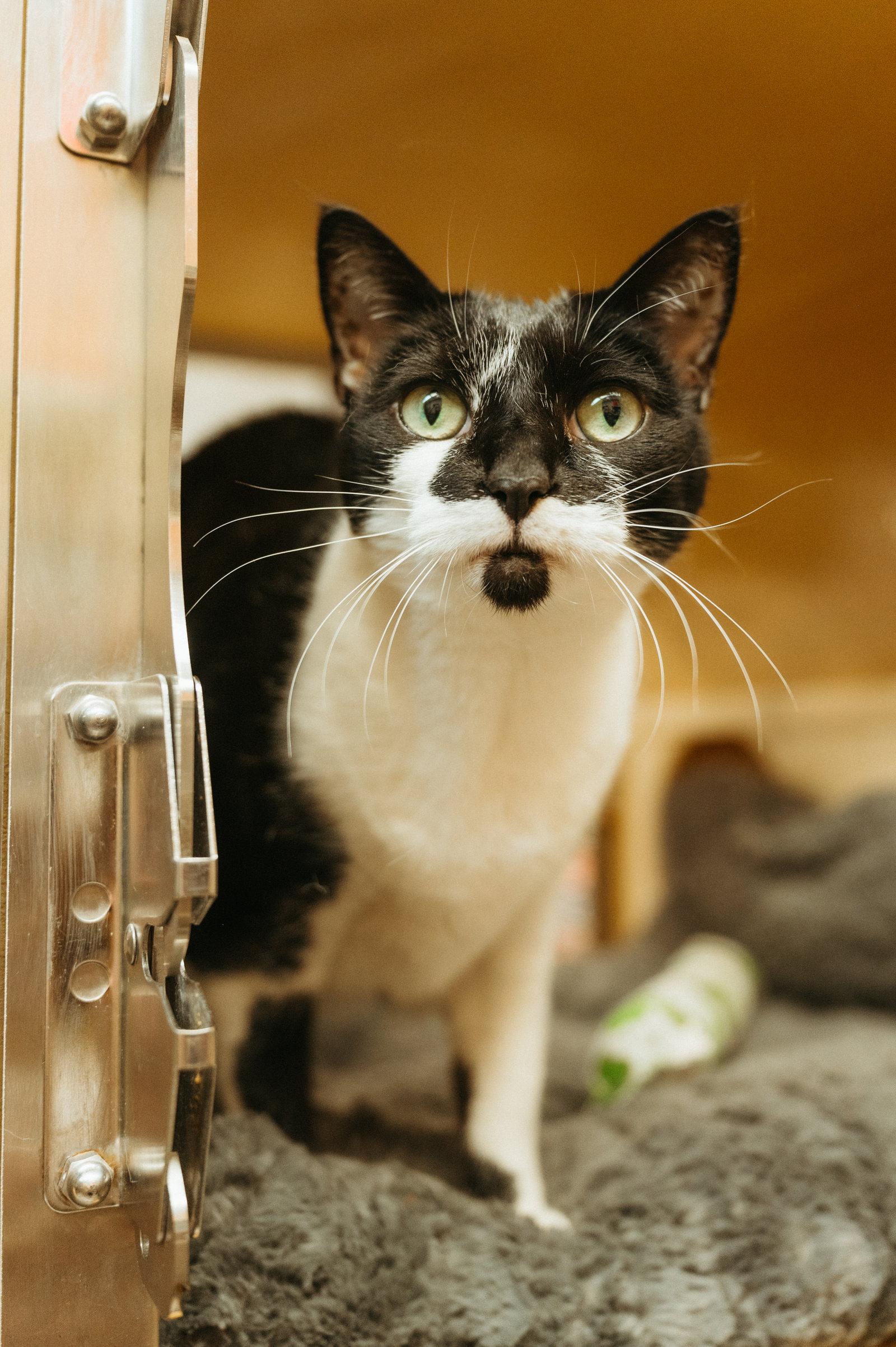 Enlarge Nimuë, a Adopted mixed breed in McKinney, TX image 1/3