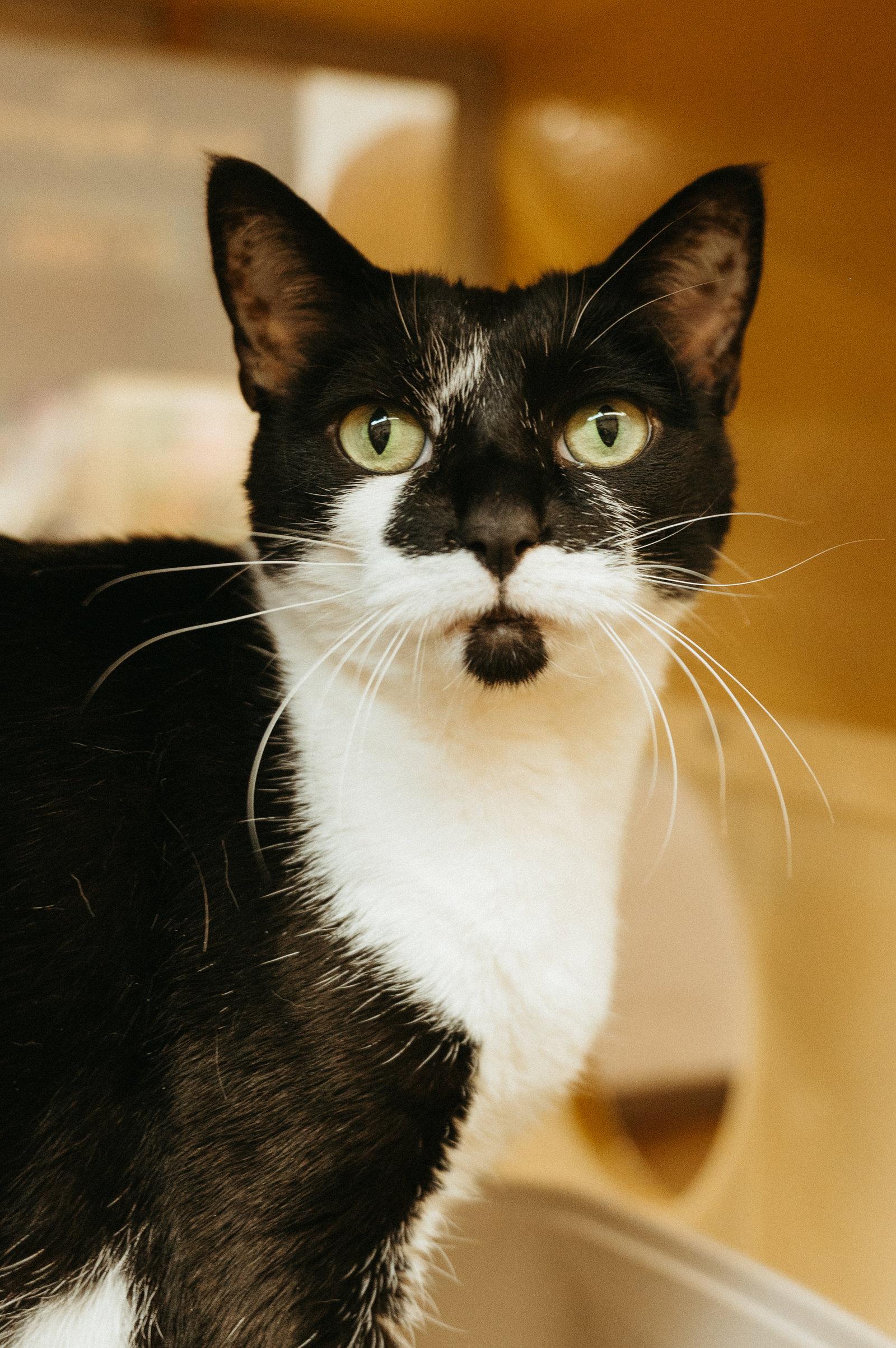 Enlarge Nimuë, a Adopted mixed breed in McKinney, TX image 2/3