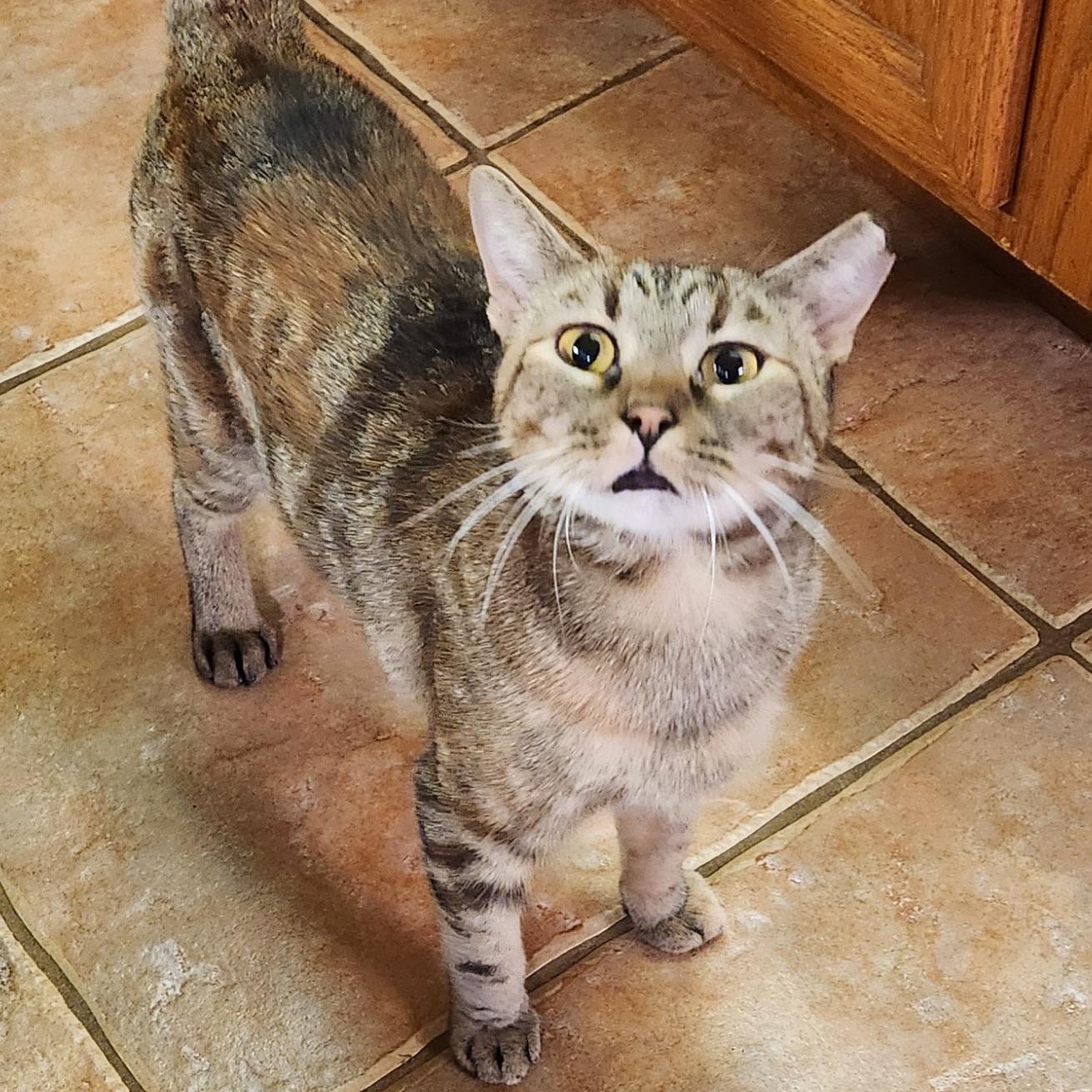 Lucy, ADOPTABLE, Young Female Tortoiseshell & Tabby.