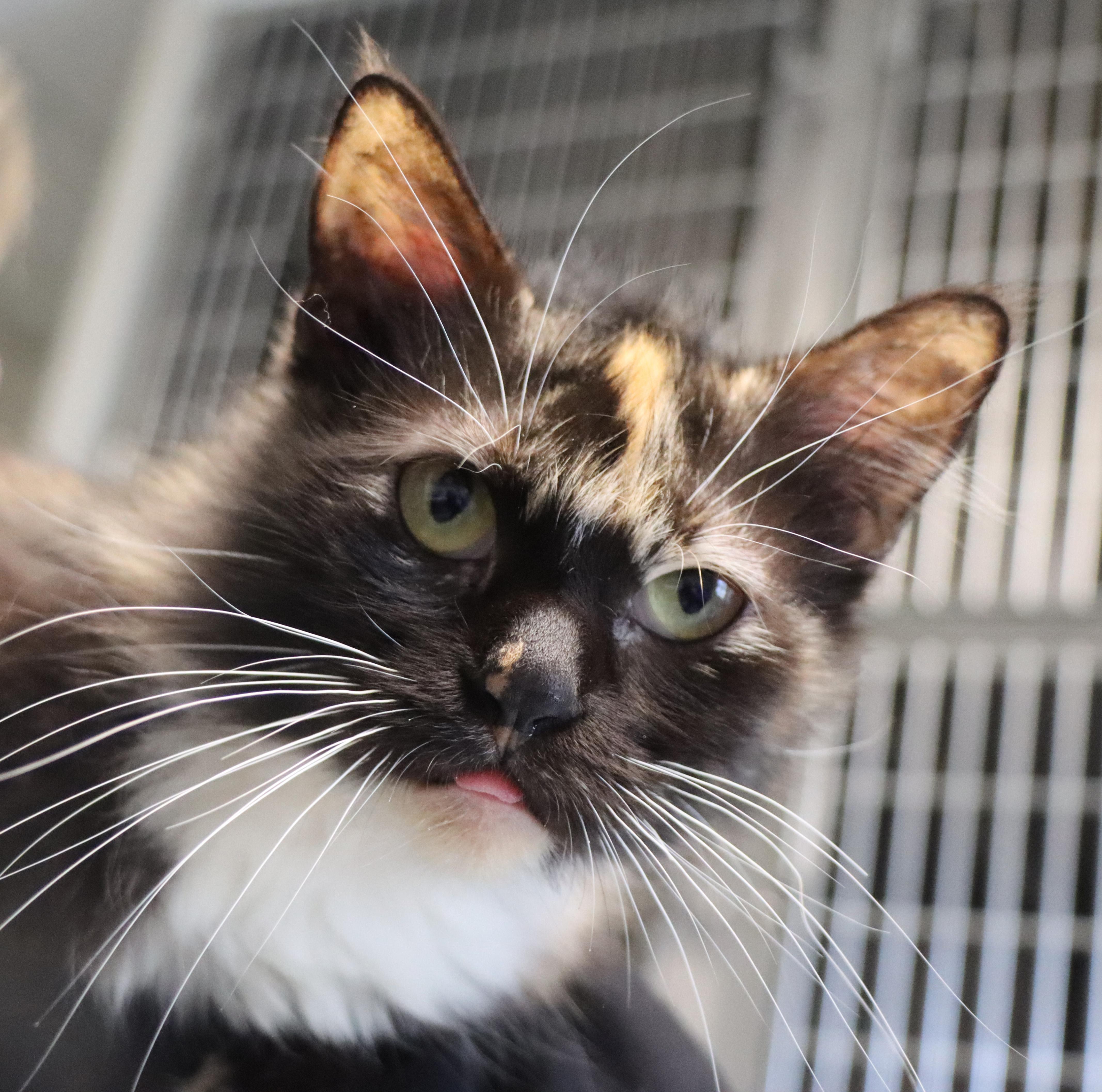 Squirrel, adopted, Adult Female Domestic Medium Hair.
