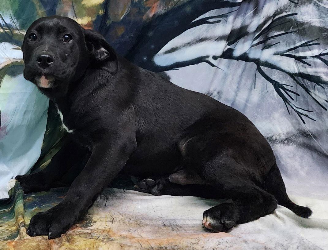 260094 Whiskey — thumbnail 2