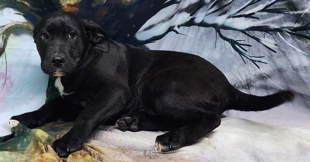 260094 Whiskey — thumbnail 3