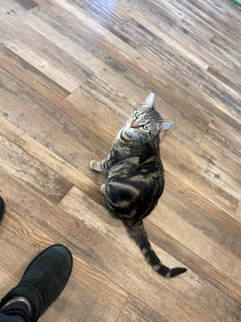 Enlarge Marble, a Adoptable mixed breed in Chattanooga, TN image 1/3