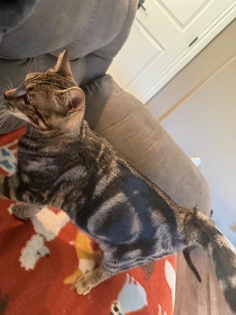 Enlarge Marble, a Adoptable mixed breed in Chattanooga, TN image 2/3