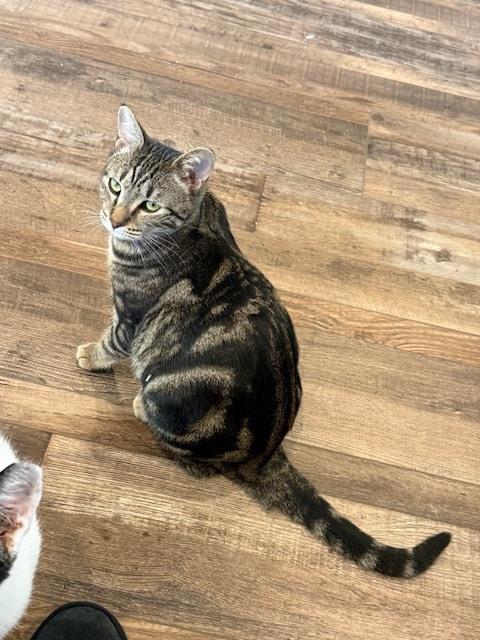 Enlarge Marble, a Adoptable mixed breed in Chattanooga, TN image 3/3