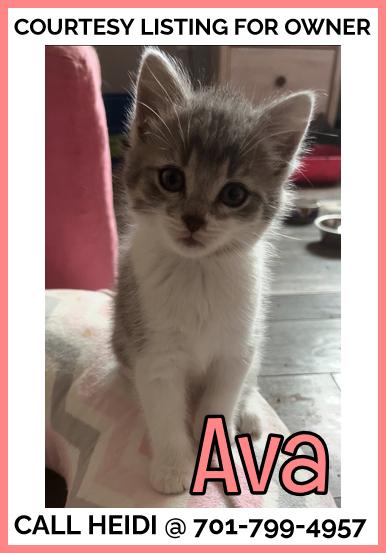 Ava - COURTESY LISTING FOR OWNER, an adoptable Domestic Long Hair in Valley City, ND, 58072 | Photo Image 1