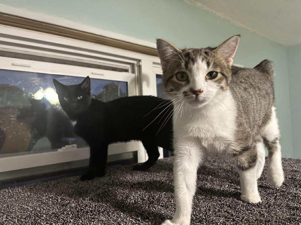 JIMMY & JOE, adopted, Young Male Manx & Domestic Short Hair.