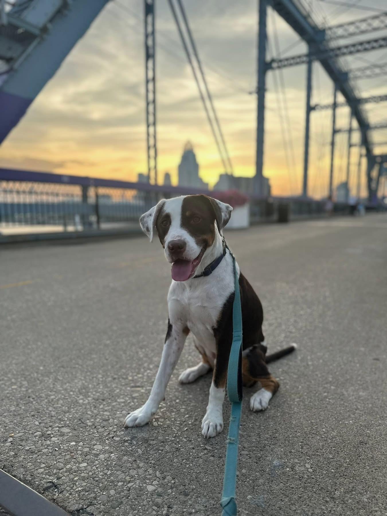 Enlarge Sage, a Adopted Catahoula Leopard Dog in New Richmond, OH image 4/6